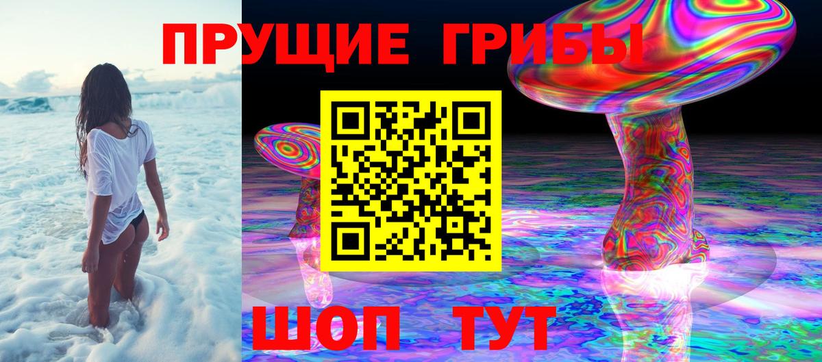 Псилоцибиновые грибы Psilocybine cubensis Нальчик